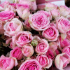 Розы кустовые нежные