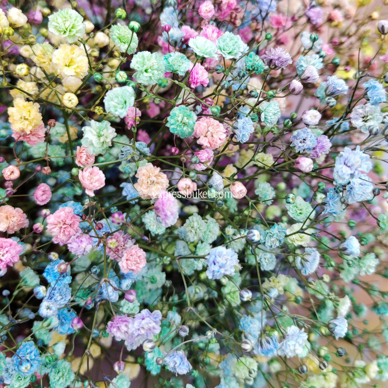 Букет из 11 разноцветных Гипсофил